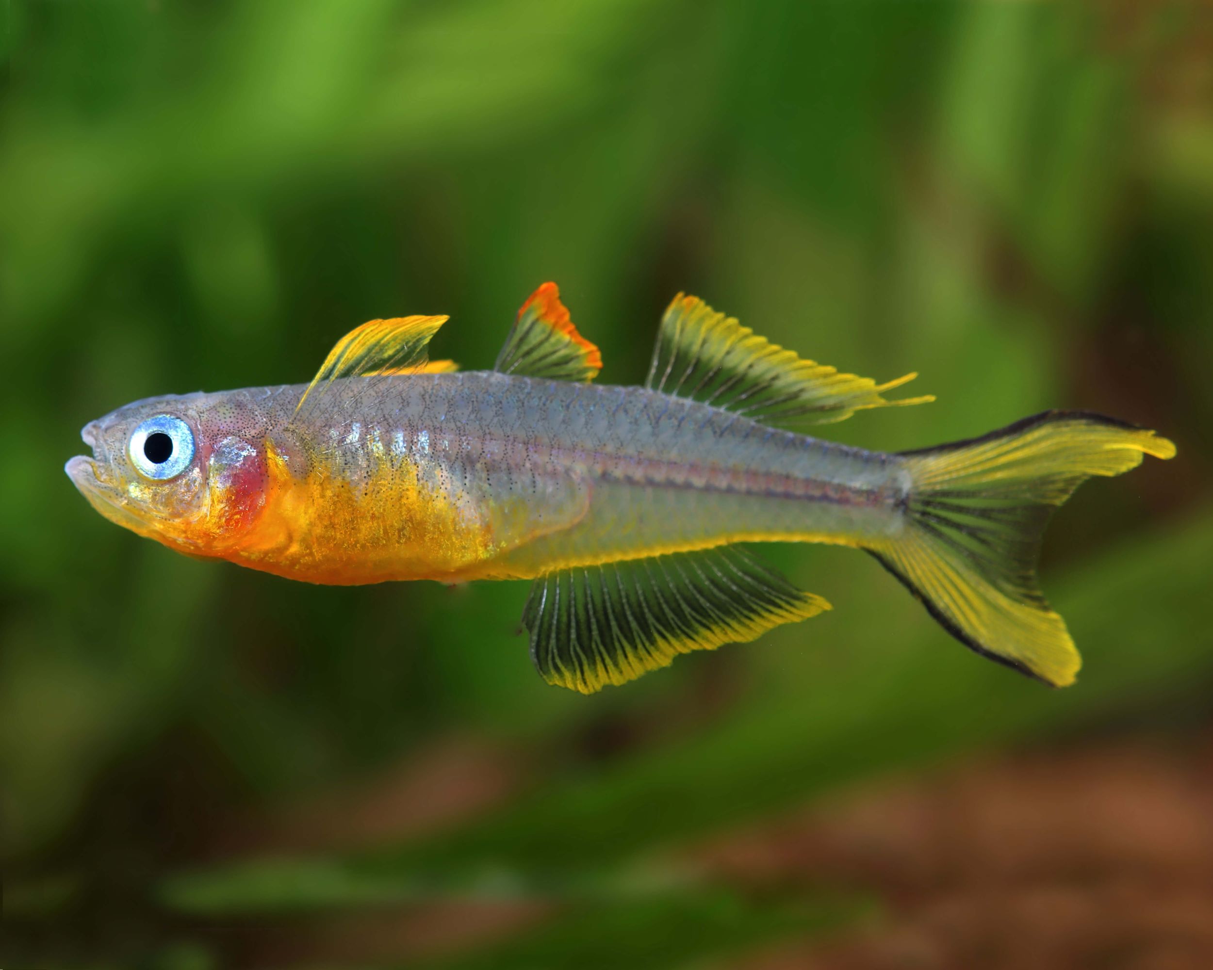Pseudomugil furcatus (Forktail Blue-eye)